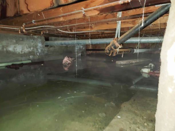 Best Mold removal after water damage  in Laguna Hills, CA
